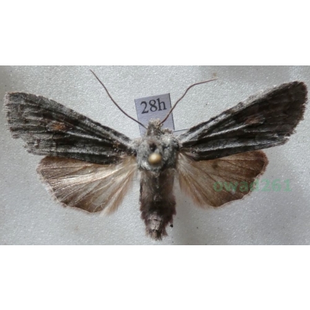 Lithophane furcifera (Hufnagel, 1766) Drewnica widłówka Czech28h